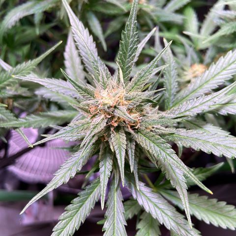 Wedding Cheesecake Auto growlog timeline photo