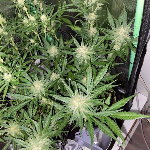 Wedding Cheesecake Auto growlog timeline photo