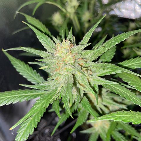 Wedding Cheesecake Auto growlog timeline photo
