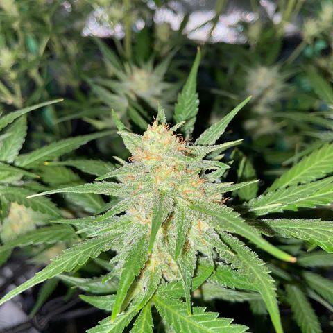 Wedding Cheesecake Auto growlog timeline photo