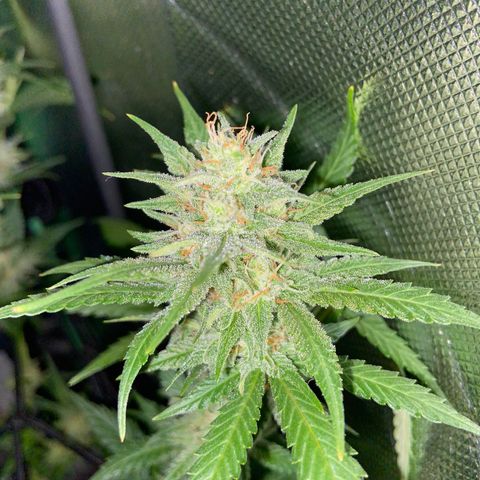 Wedding Cheesecake Auto growlog timeline photo