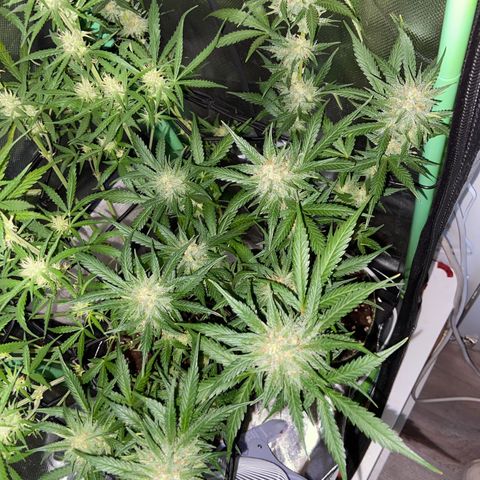 Wedding Cheesecake Auto growlog timeline photo