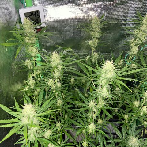 Girl Scout Cookies Auto growlog timeline photo