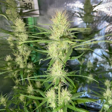 Girl Scout Cookies Auto growlog timeline photo