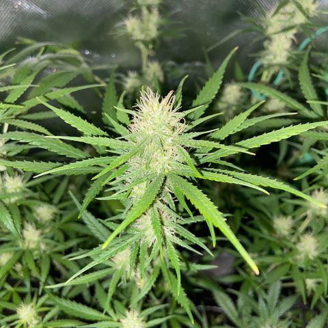 Girl Scout Cookies Auto growlog timeline photo