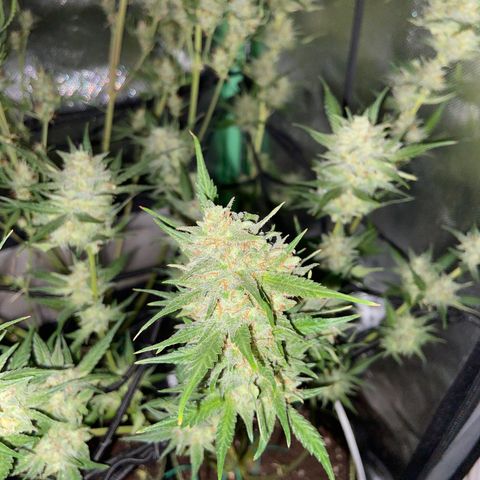 Wedding Cheesecake Auto growlog timeline photo