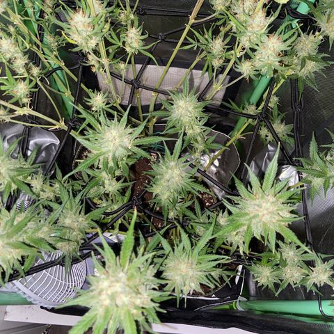 Wedding Cheesecake Auto growlog timeline photo