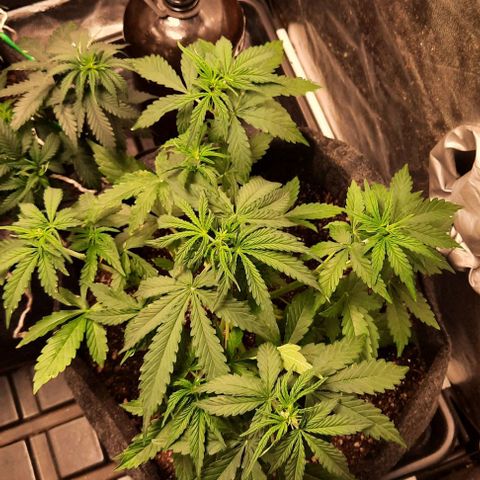 Super Skunk Automatic growlog timeline photo
