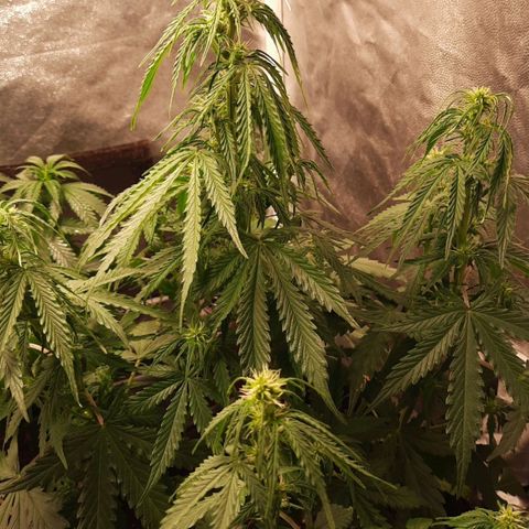 Super Skunk Automatic growlog timeline photo