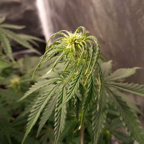 Super Skunk Automatic growlog timeline photo