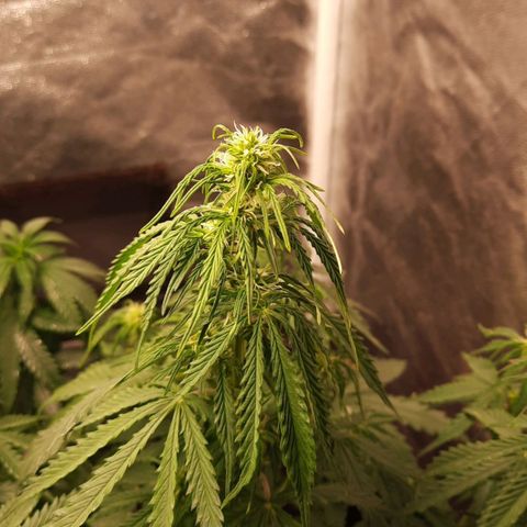 Super Skunk Automatic growlog timeline photo