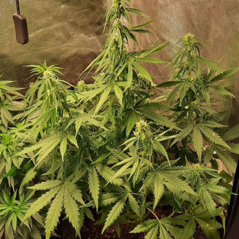 Super Skunk Automatic growlog timeline photo