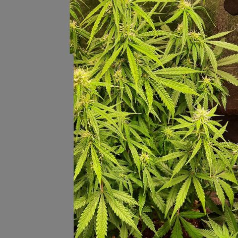 Super Skunk Automatic growlog timeline photo