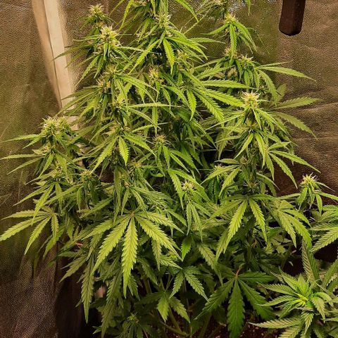 Super Skunk Automatic growlog timeline photo