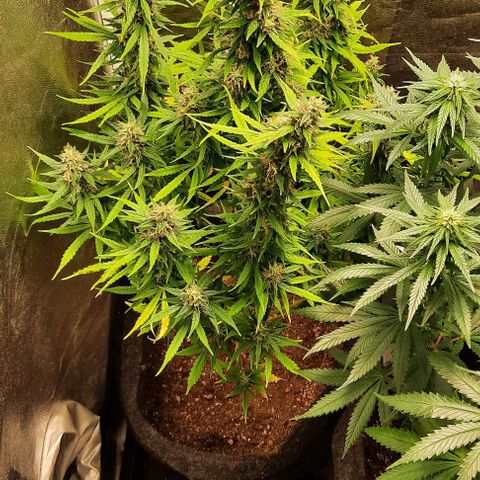 Super Skunk Automatic growlog timeline photo