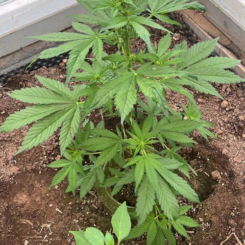 Diablo Rojo XL Auto growlog timeline photo