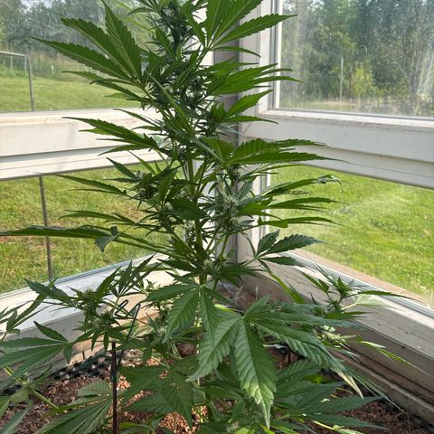 Diablo Rojo XL Auto growlog timeline photo