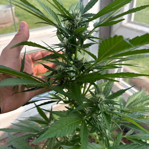 Diablo Rojo XL Auto growlog timeline photo