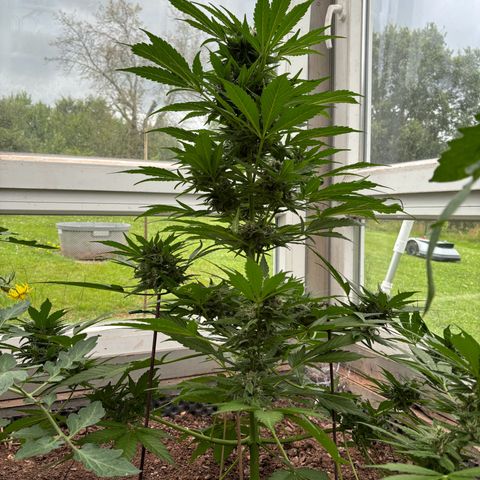 Diablo Rojo XL Auto growlog timeline photo