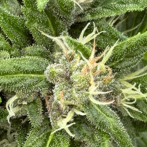 Diablo Rojo XL Auto growlog timeline photo