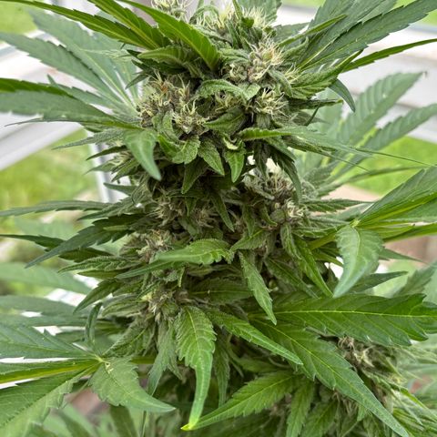 Diablo Rojo XL Auto growlog timeline photo