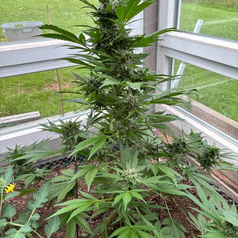 Diablo Rojo XL Auto growlog timeline photo