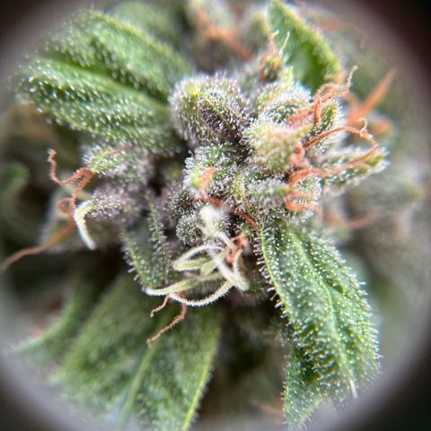 Diablo Rojo XL Auto growlog timeline photo