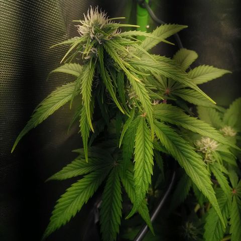 Watermelon auto Housebrand growlog timeline photo