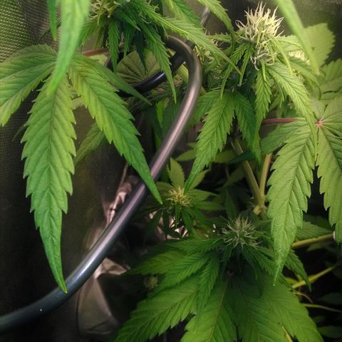 Watermelon auto Housebrand growlog timeline photo