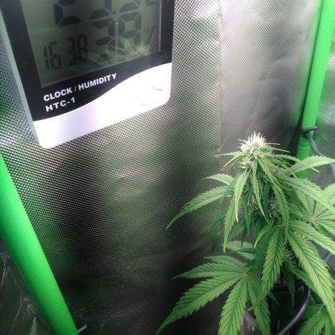 Watermelon auto Housebrand growlog timeline photo