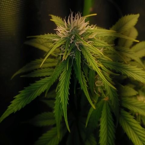 Watermelon auto Housebrand growlog timeline photo