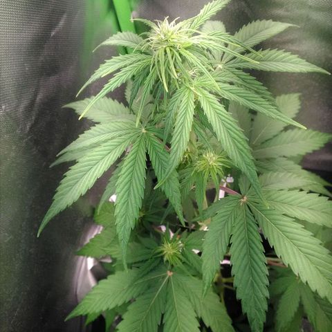 Watermelon auto Housebrand growlog timeline photo