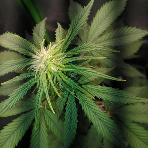 Watermelon auto Housebrand growlog timeline photo