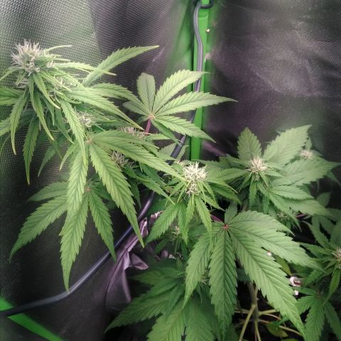 Watermelon auto Housebrand growlog timeline photo
