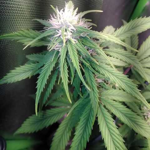 Watermelon auto Housebrand growlog timeline photo