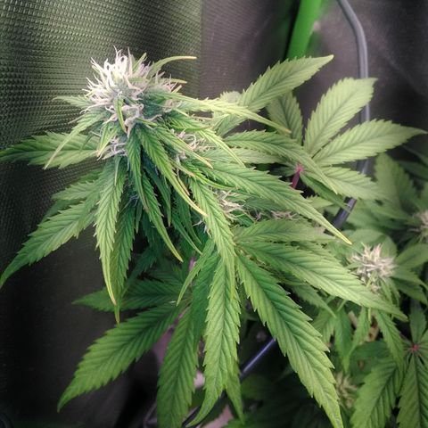 Watermelon auto Housebrand growlog timeline photo