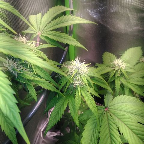 Watermelon auto Housebrand growlog timeline photo