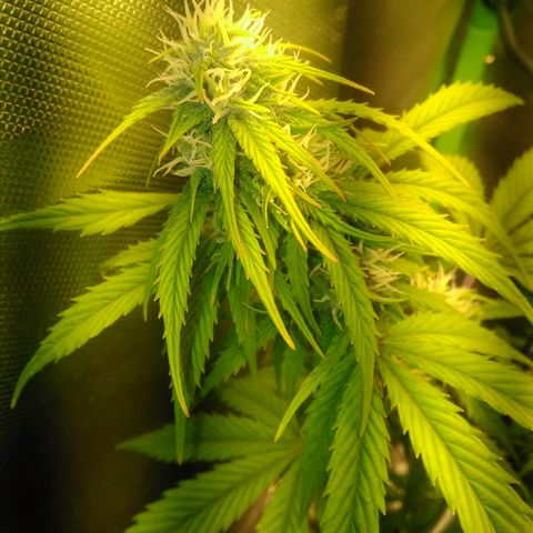 Watermelon auto Housebrand growlog timeline photo