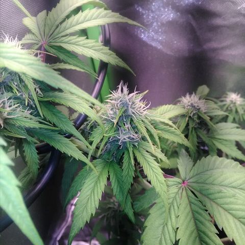 Watermelon auto Housebrand growlog photo: Noted one frantic little fly in the tent. I killed it 🤣
