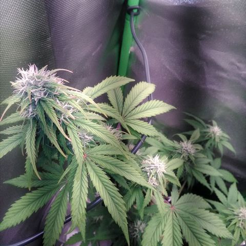 Watermelon auto Housebrand growlog photo: Noted one frantic little fly in the tent. I killed it 🤣