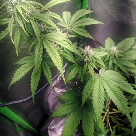 Watermelon auto Housebrand growlog photo: Noted one frantic little fly in the tent. I killed it 🤣