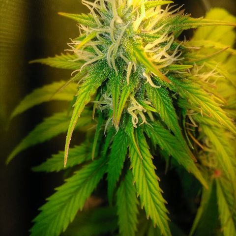 Watermelon auto Housebrand growlog timeline photo