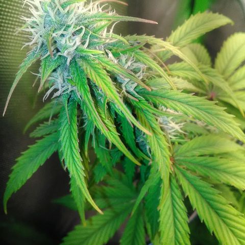 Watermelon auto Housebrand growlog timeline photo