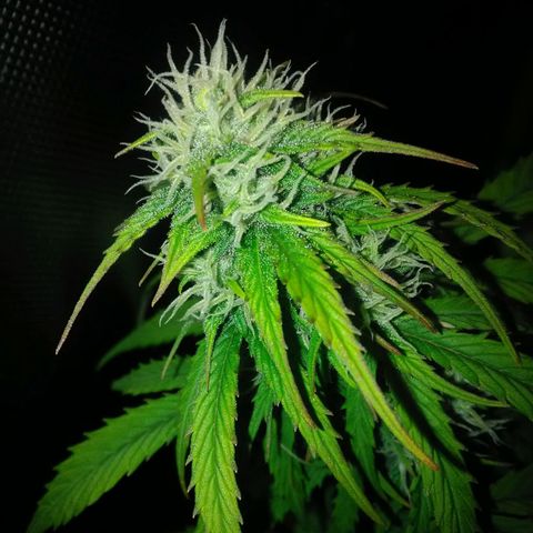 Watermelon auto Housebrand growlog timeline photo