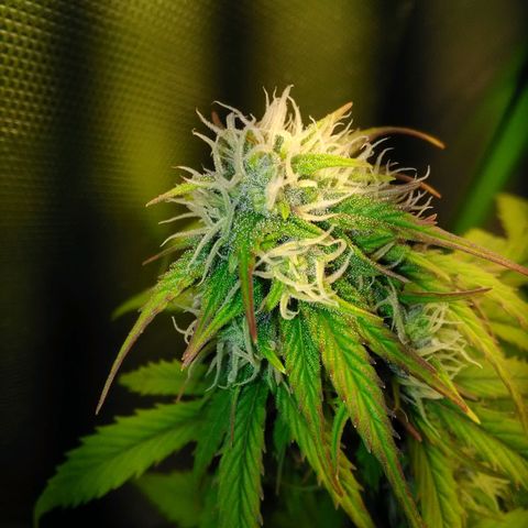Watermelon auto Housebrand growlog timeline photo