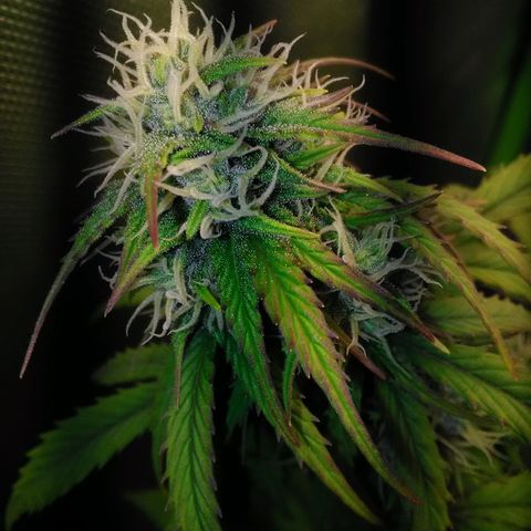 Watermelon auto Housebrand growlog timeline photo