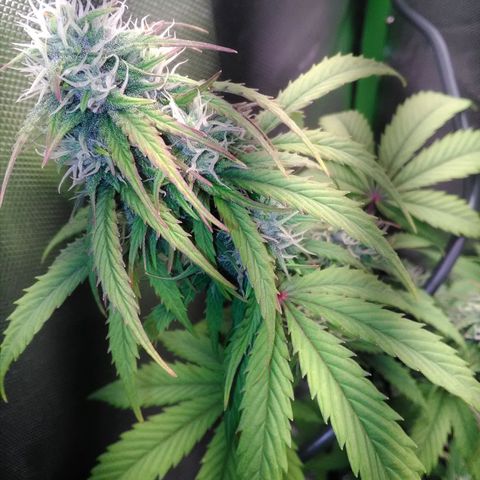 Watermelon auto Housebrand growlog timeline photo