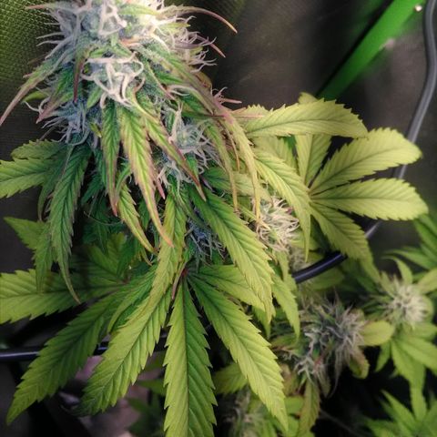Watermelon auto Housebrand growlog timeline photo