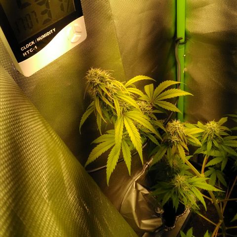 Watermelon auto Housebrand growlog timeline photo