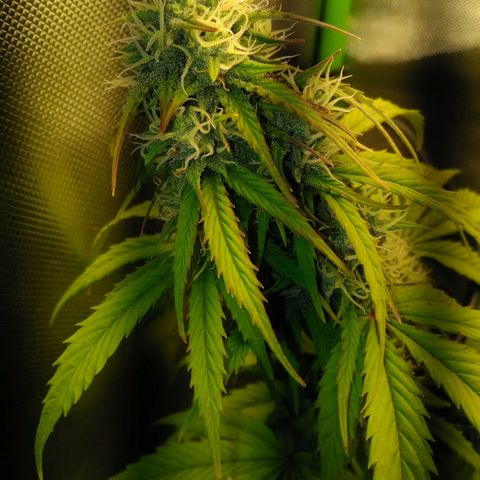 Watermelon auto Housebrand growlog timeline photo